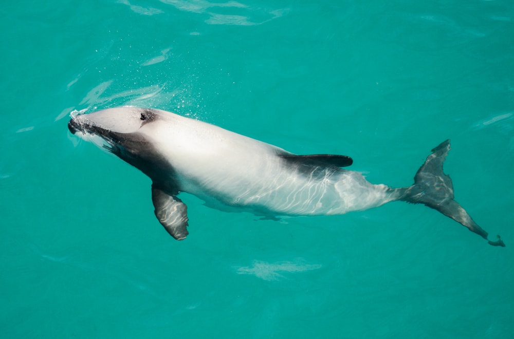 image of the Hector's dolphin swimming in the ocean