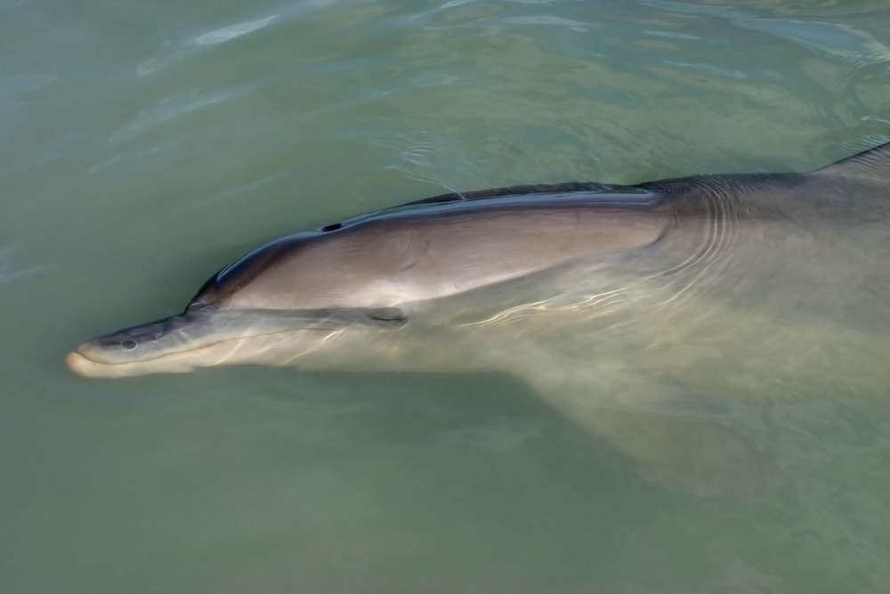 image of a dolphin resting near the surface