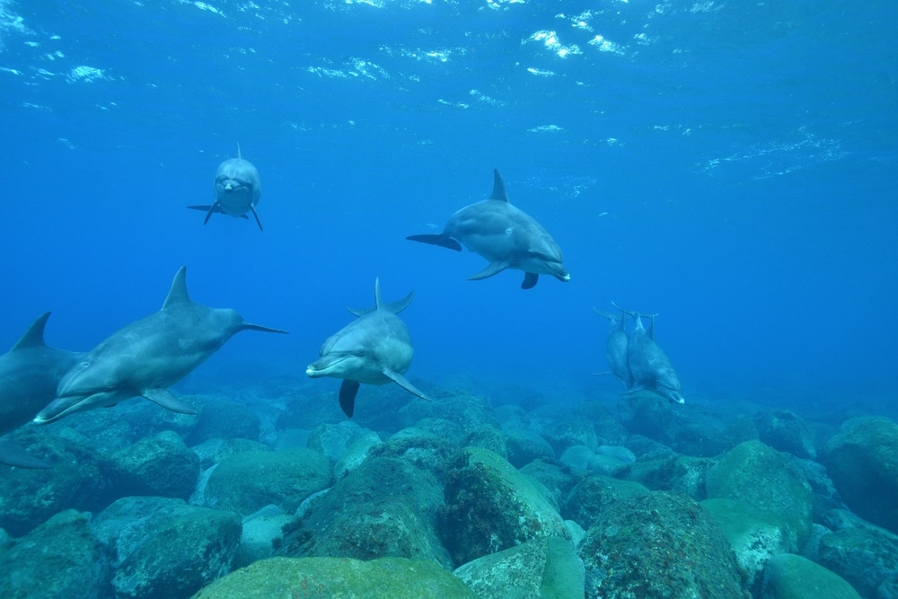 pod of dolphins swimming while sleeping