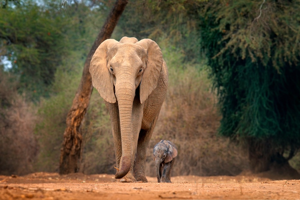 image of a mother elephant walking with her calf