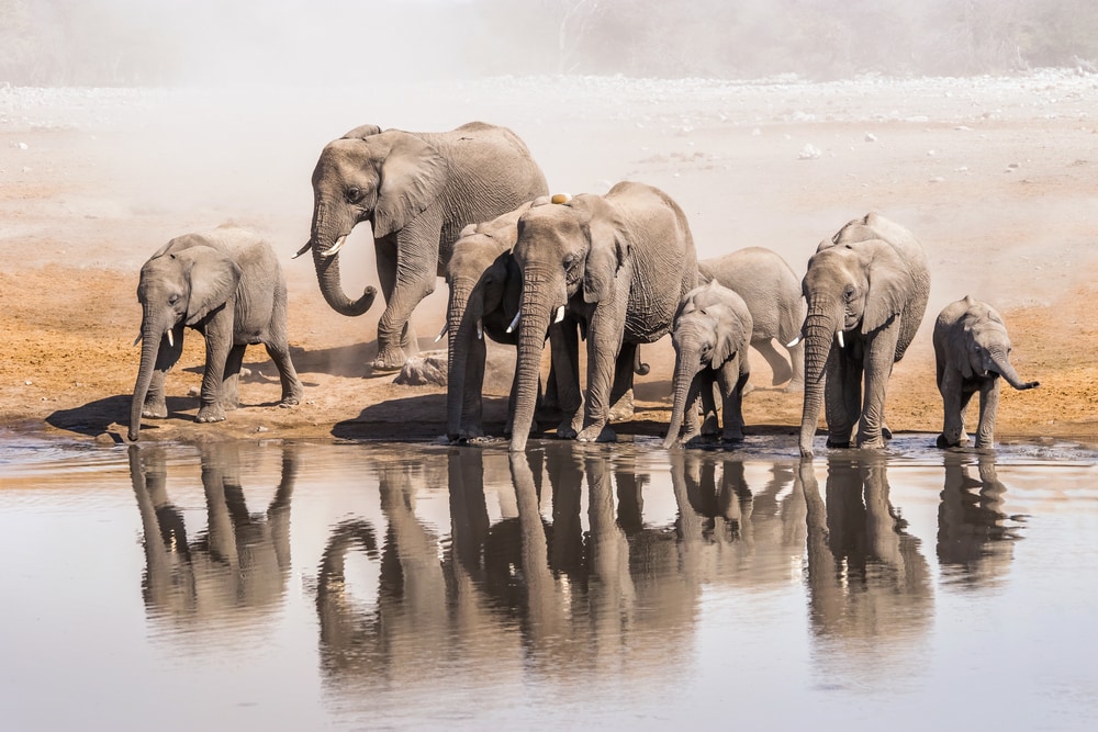 family of African elephants drinking water