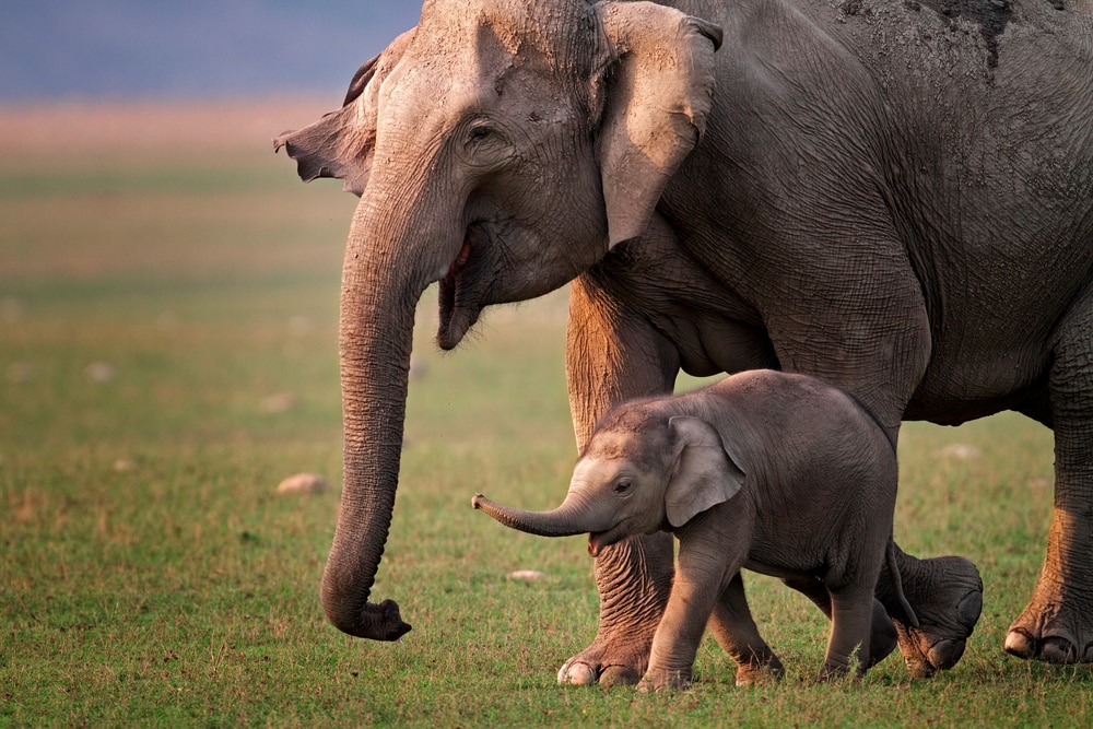 a mother elephant with her baby walking on a field