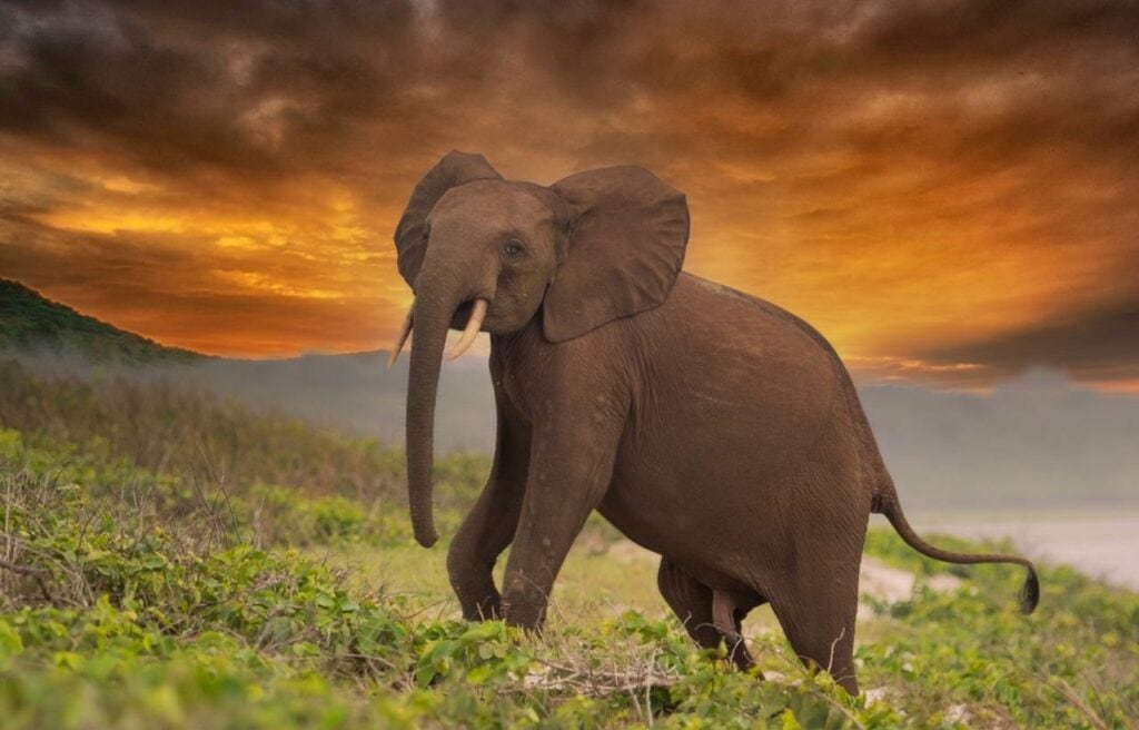 image of an African forest elephant (Loxodonta cyclotis) in Gabon Loango national park
