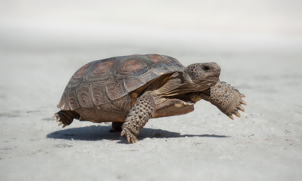 Gopher Tortoise (Gopherus polyphemus) walking on the sand