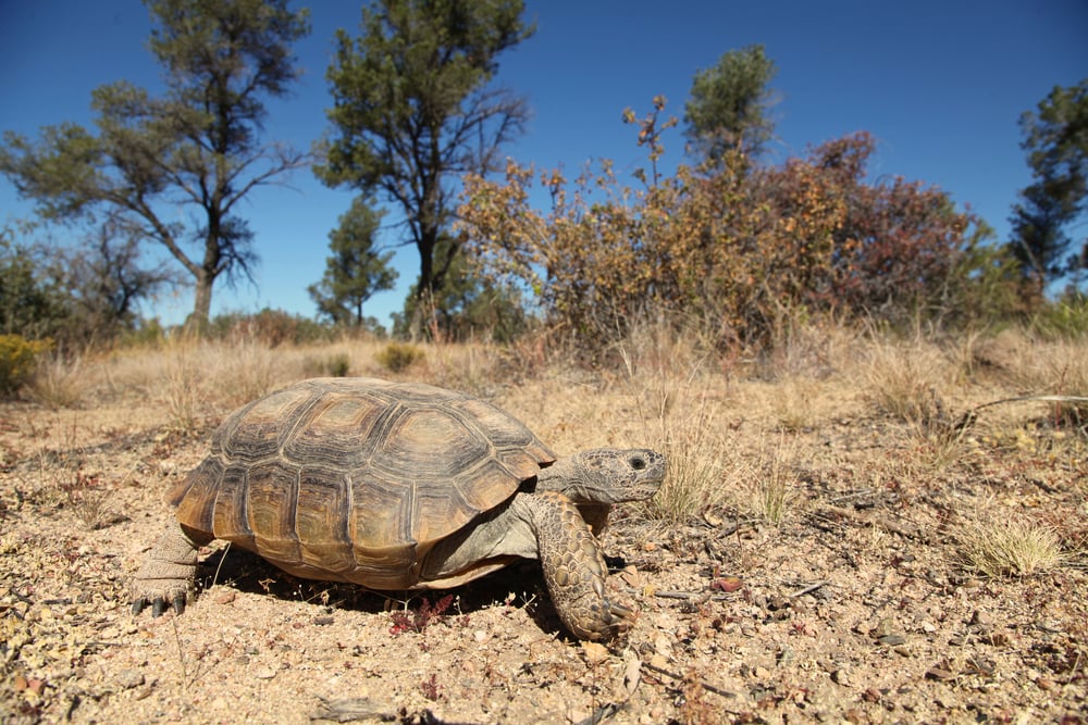 Tortoise in the middle of dead grassess