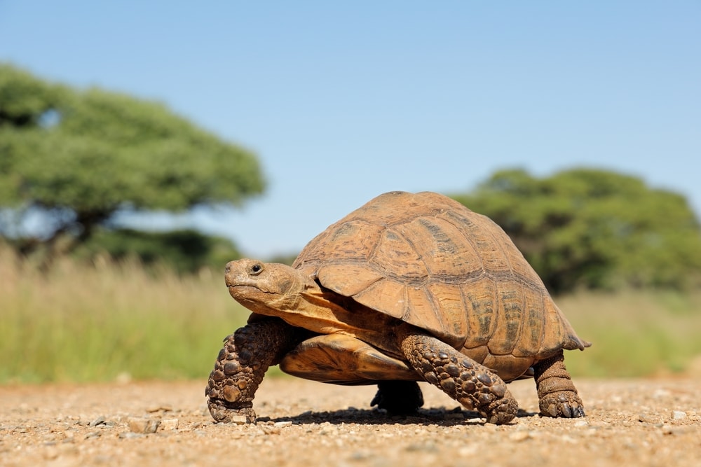 Tortoise standing on little rocks