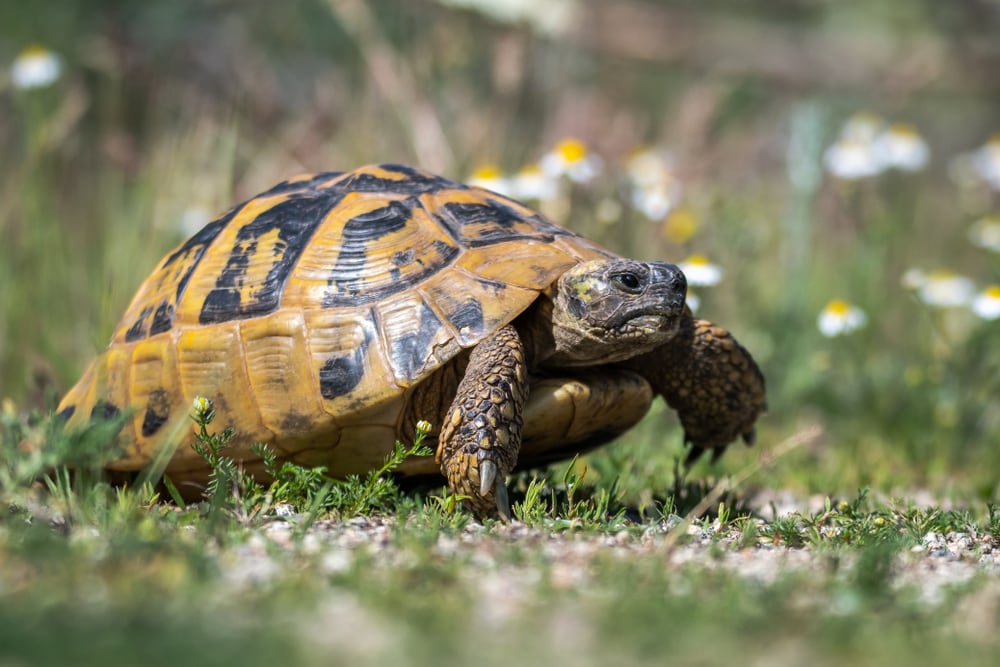 Tortoise seen walking outside