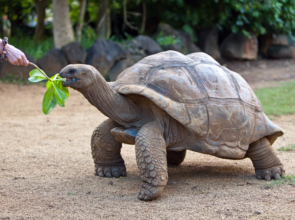 Huge tortoise being fed by a human of a leaves