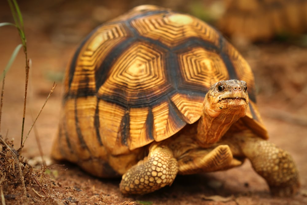 Angonoka Tortoise (Astrochelys yniphora) walking on the ground