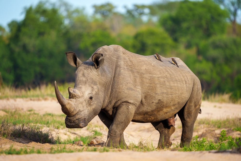 image of a white rhino in African savanna