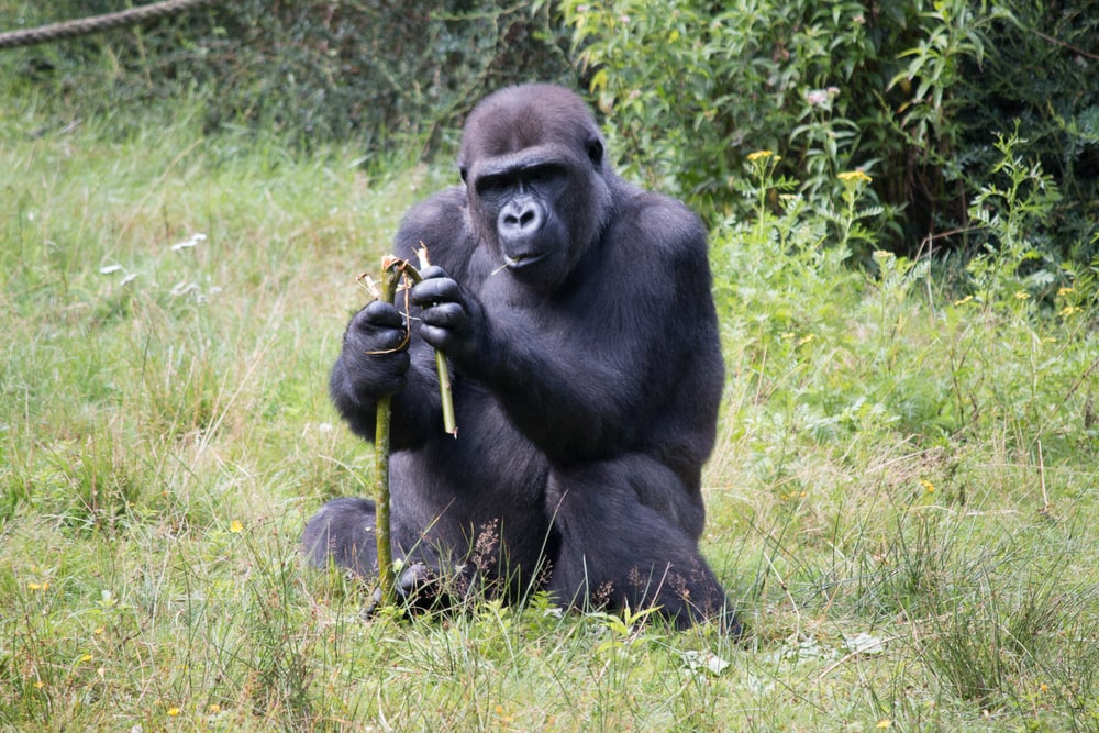 Gorilla breaking a branch of small plant