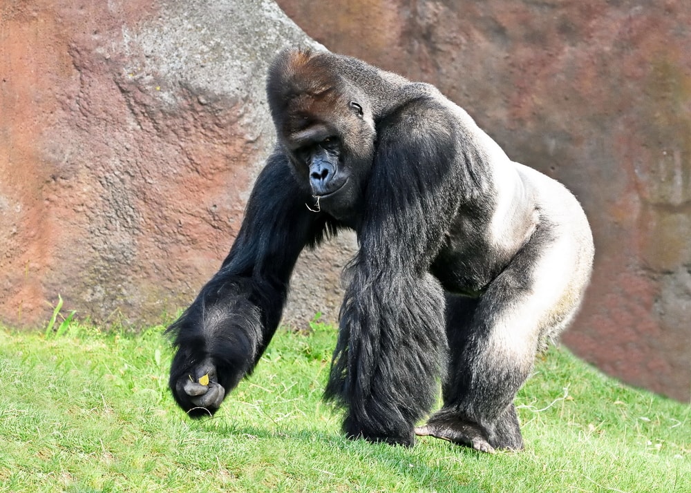 Western Lowland Gorilla walking on a green grass