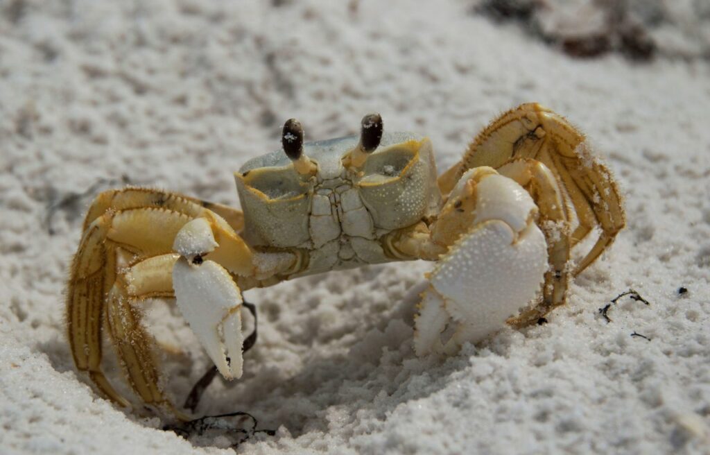 image of a crab walking on the sand