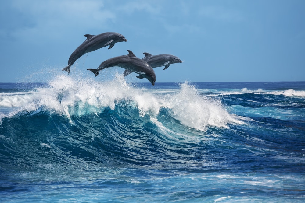 three dolphins jumping from the water