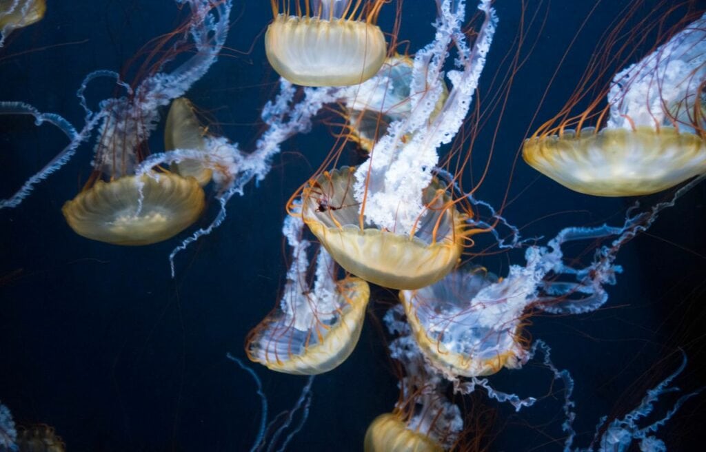 image of a Pacific Sea Nettle swimming on the ocean