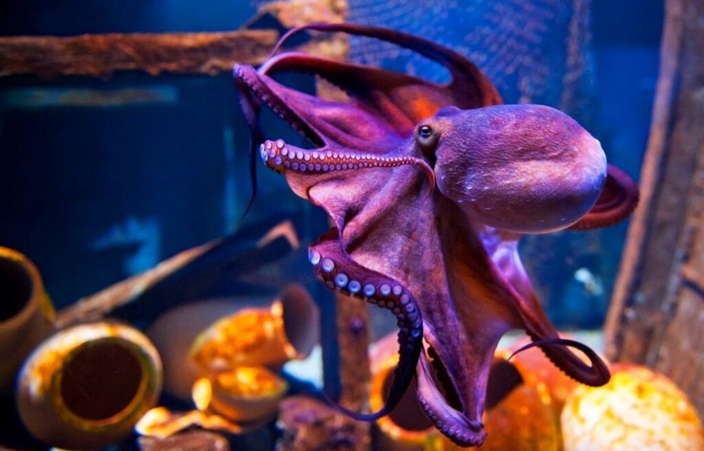 image of an octopus in an aquarium