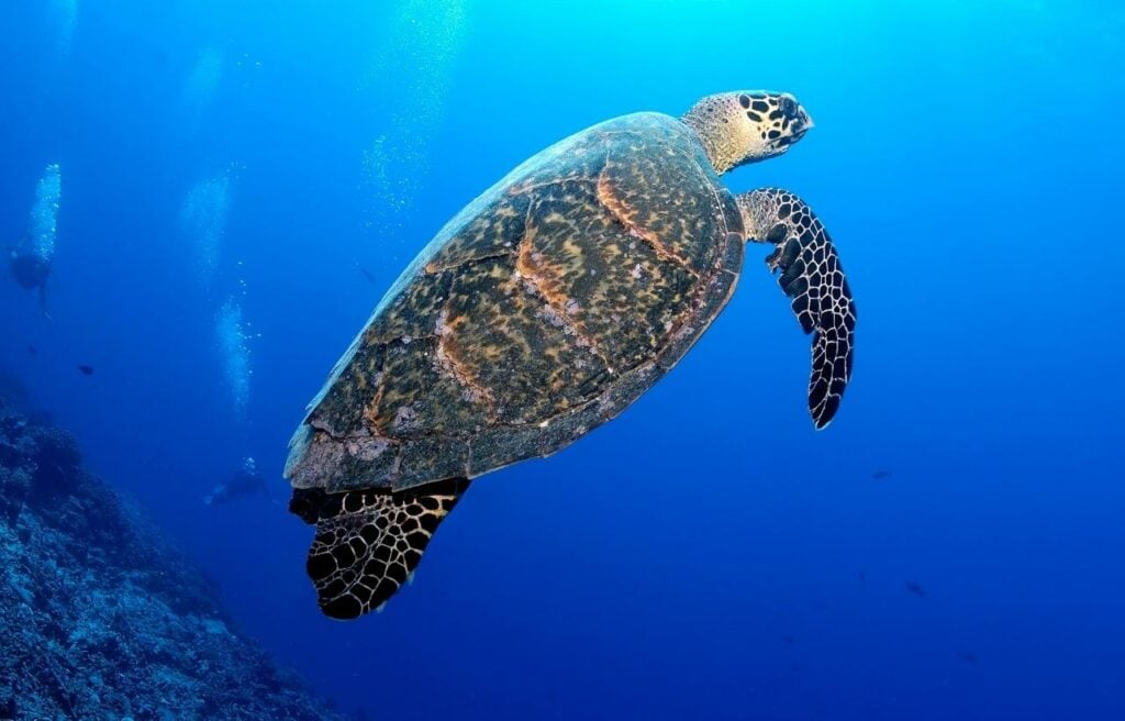 image of a hawksbill sea turtle in the ocean