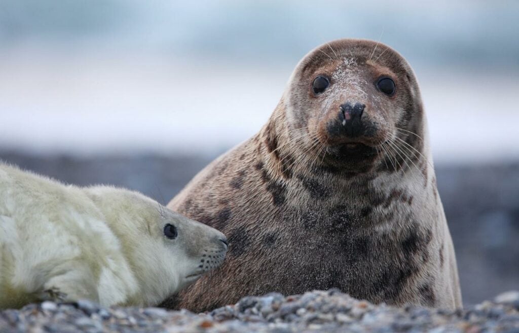 a gray seal resting on a rock