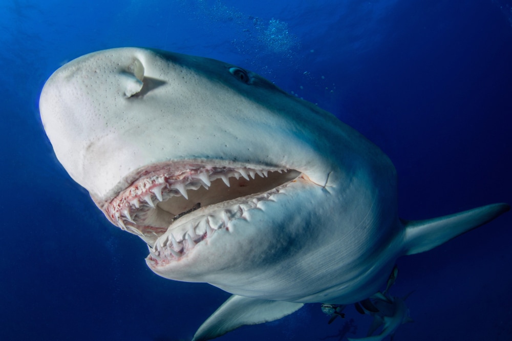 close up image of a shark showing its teeth