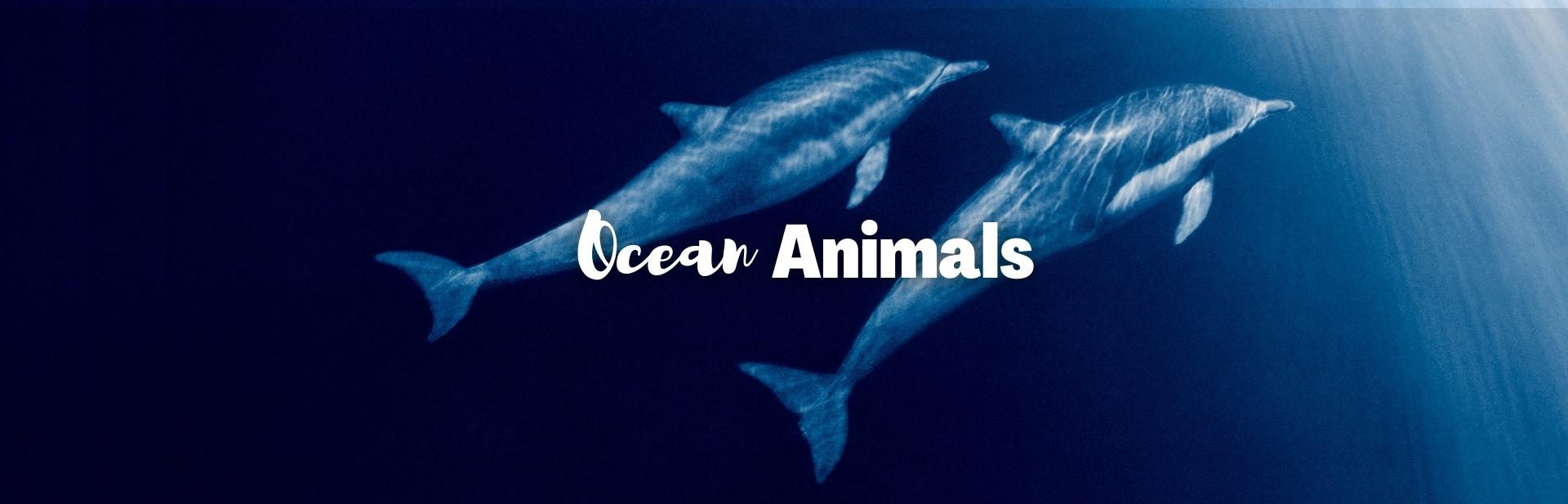 ocean animals featured image