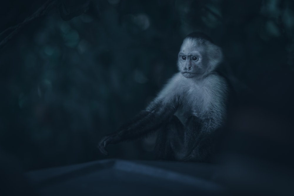 Panamanian white faced monkey in a black and white portrait