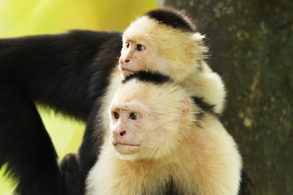 Two Panamanian white faced monkey on top of each other