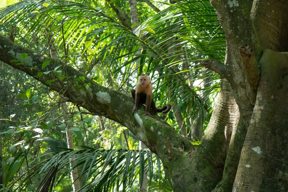 Panamanian white faced monkey waiting in the middle of the forest