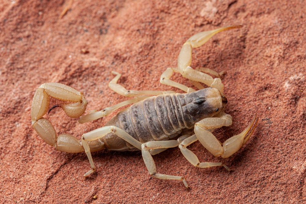 image of a giant desert hairy scorpion on a red stone  