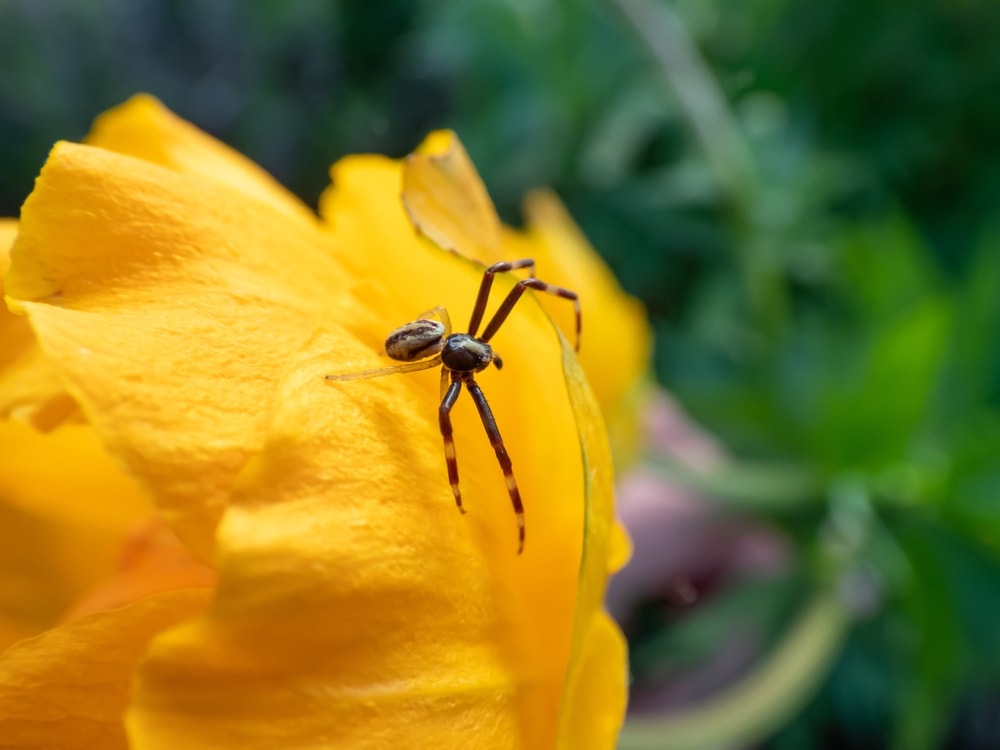 Male Goldenrod Crab Spider (Misumena vatia) holding a petal