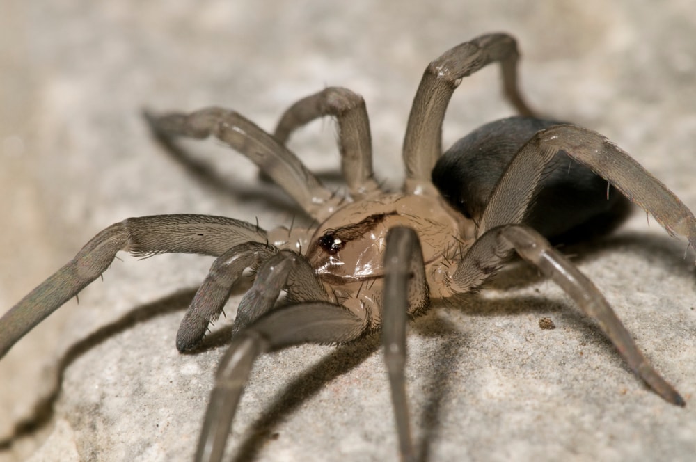 Crevice Weaver (Filistatidae) laying on the floor