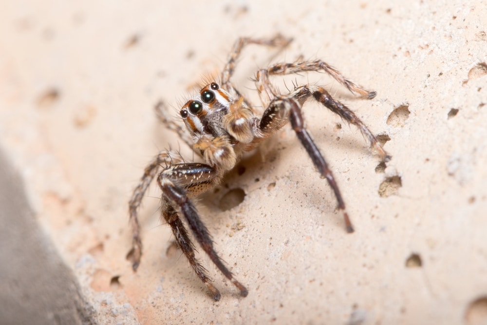 Pantropical Jumping Spider (Plexippus paykulli) walking on a wall full of holes
