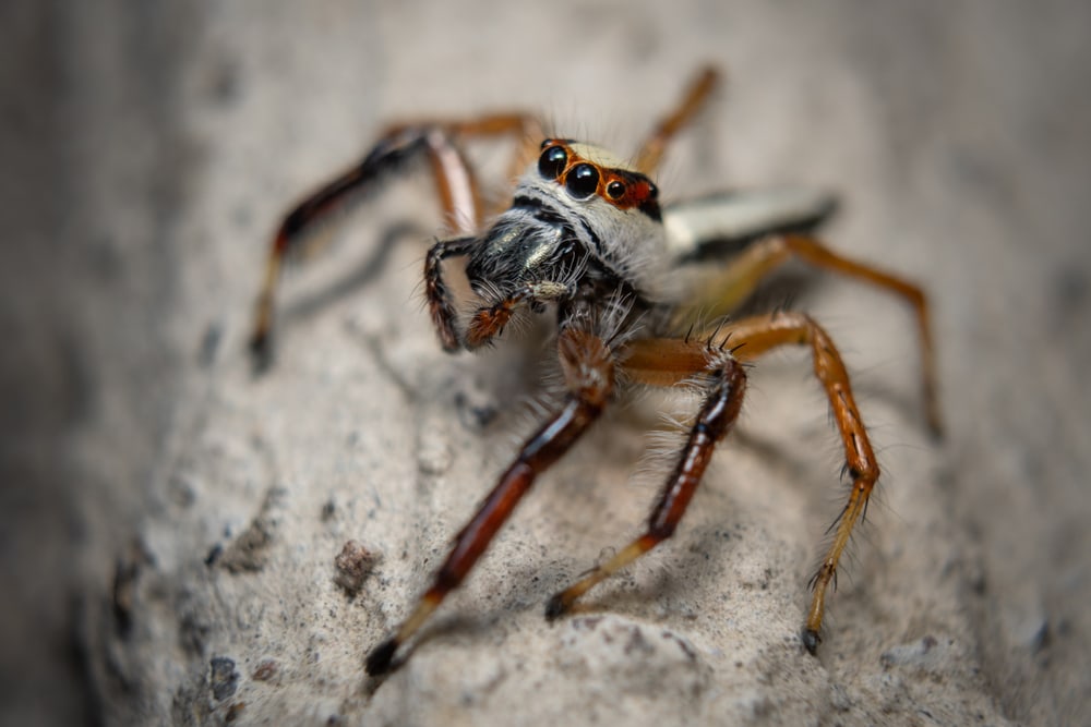 Emerald Jumping Spider (Paraphidippus aurantius) laying on a stone