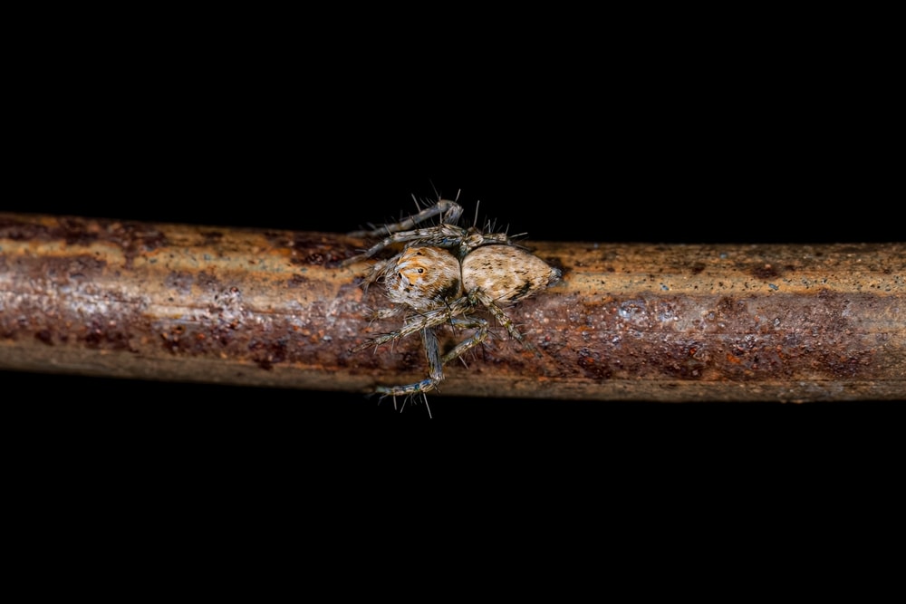 Lynx Spiders (Oxyopidae) walking on pipe