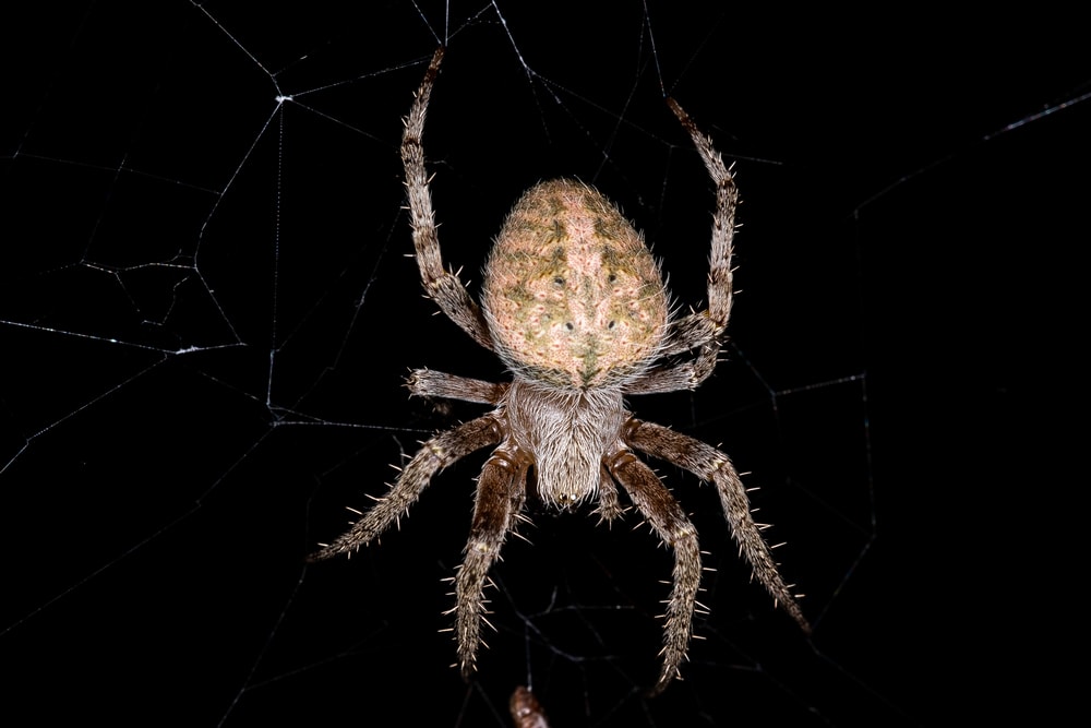 Hentz Orb Weaver (Neoscona crucifera) on black background