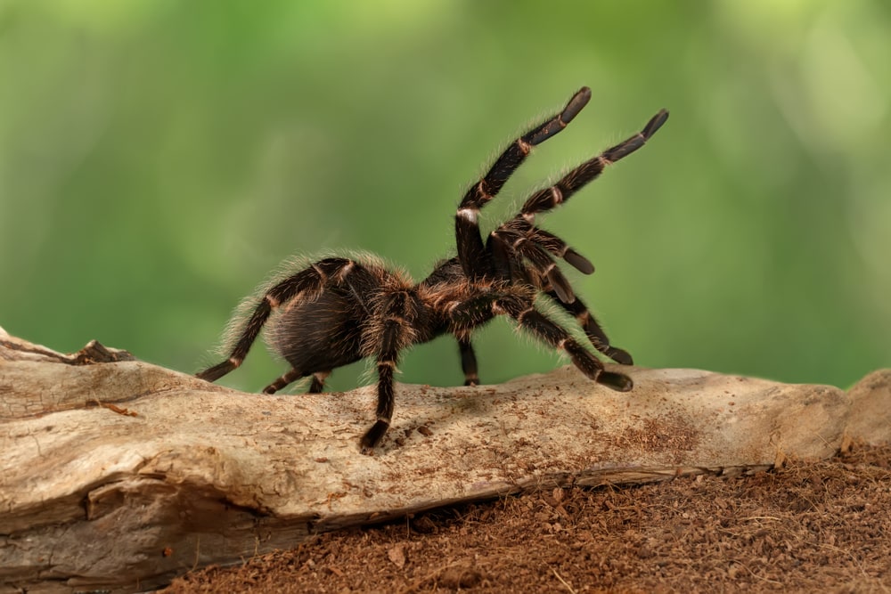 Tarantulas (Theraphosidae) walking on a dry leaf