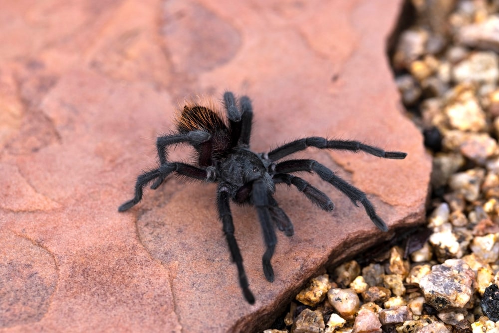 Grand Canyon Black Tarantula (Aphonopelma marxi) walking on a broken tiles