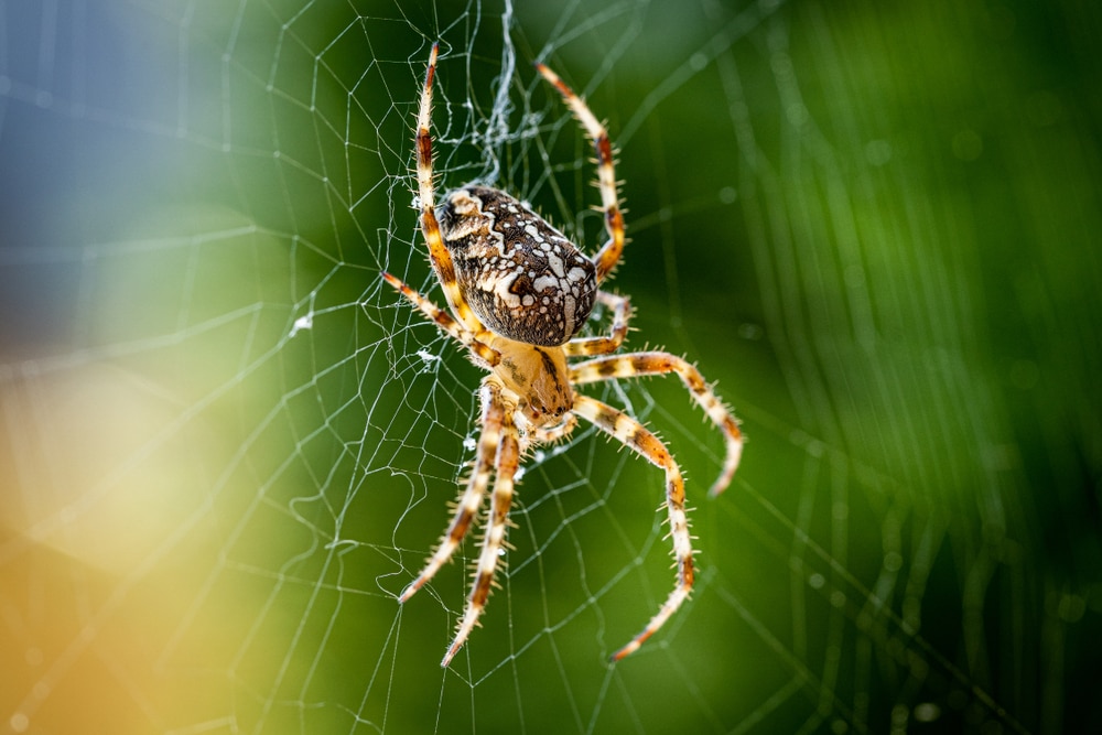Spider making its web in the forest