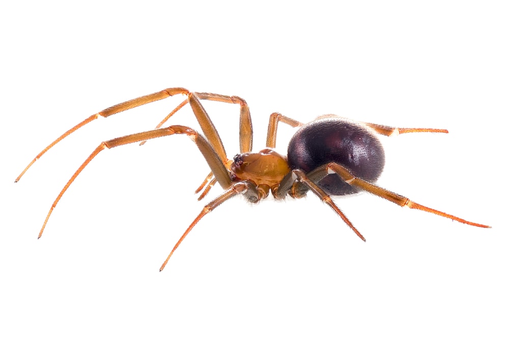 False Black Widow Spider (Steatoda grossa) on white background