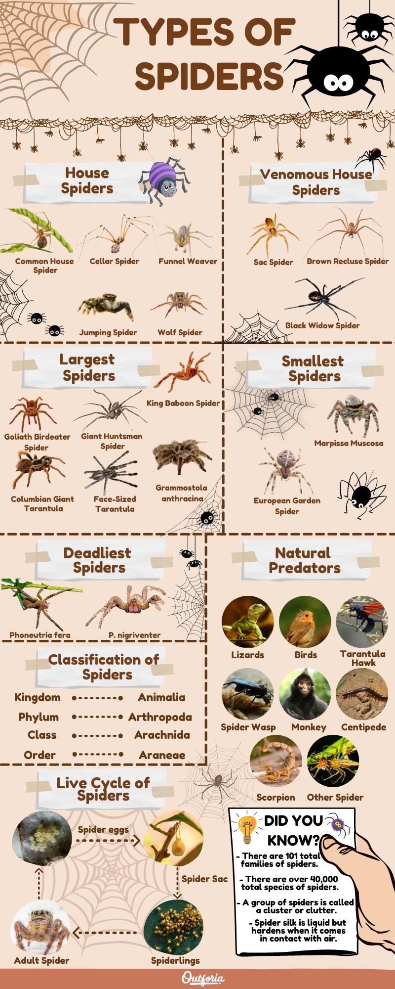 chart with names and images of the different types of spiders