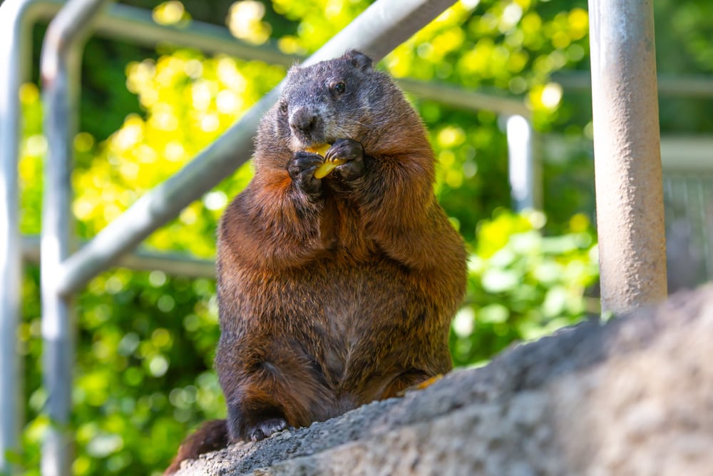 Groundhog eating a mango on a bridge