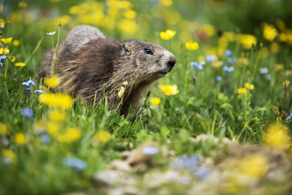 Groundhogs walking on mini flowers