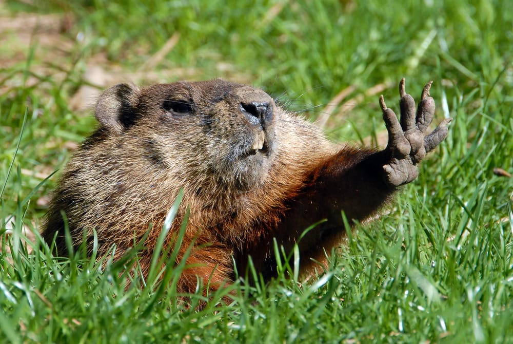 Groundhog blocking the sun using its hands