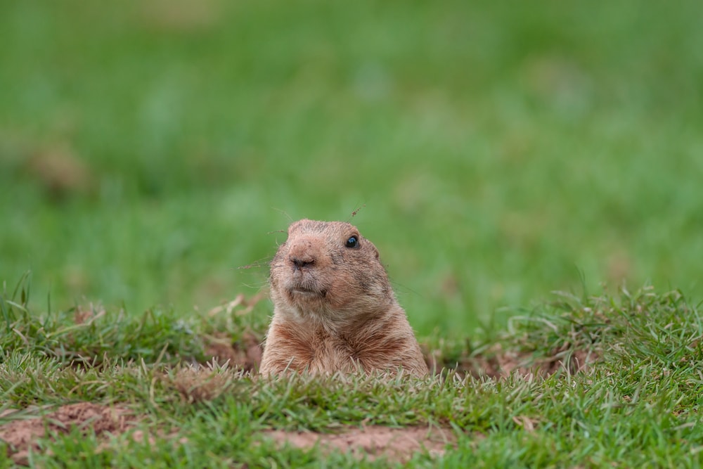 Groundhog digging on the sand