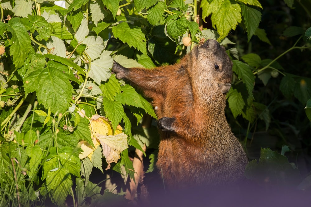 Groundhog eating flowers from a tree