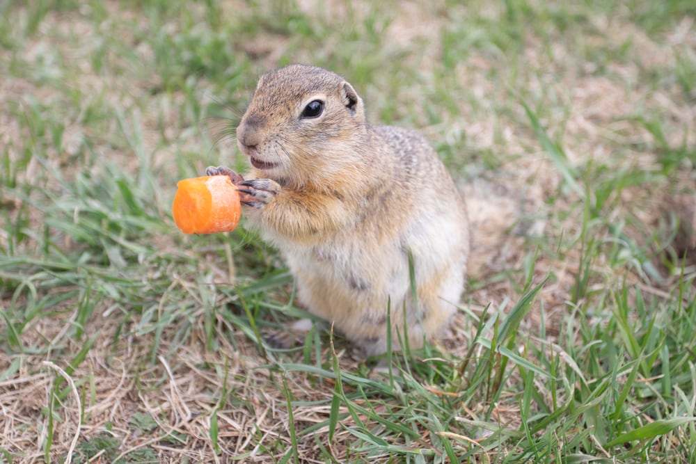 Groundhog touching an orange