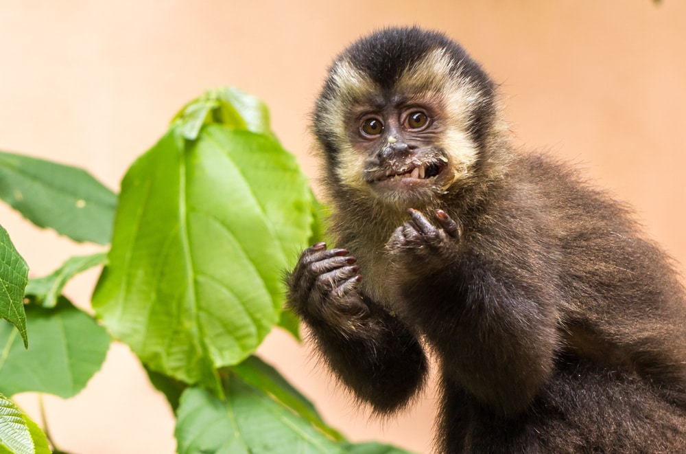close up of a monkey trying to eat a leaf