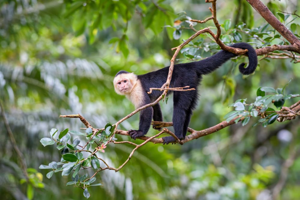 image of a white-faced capuchin on a tree