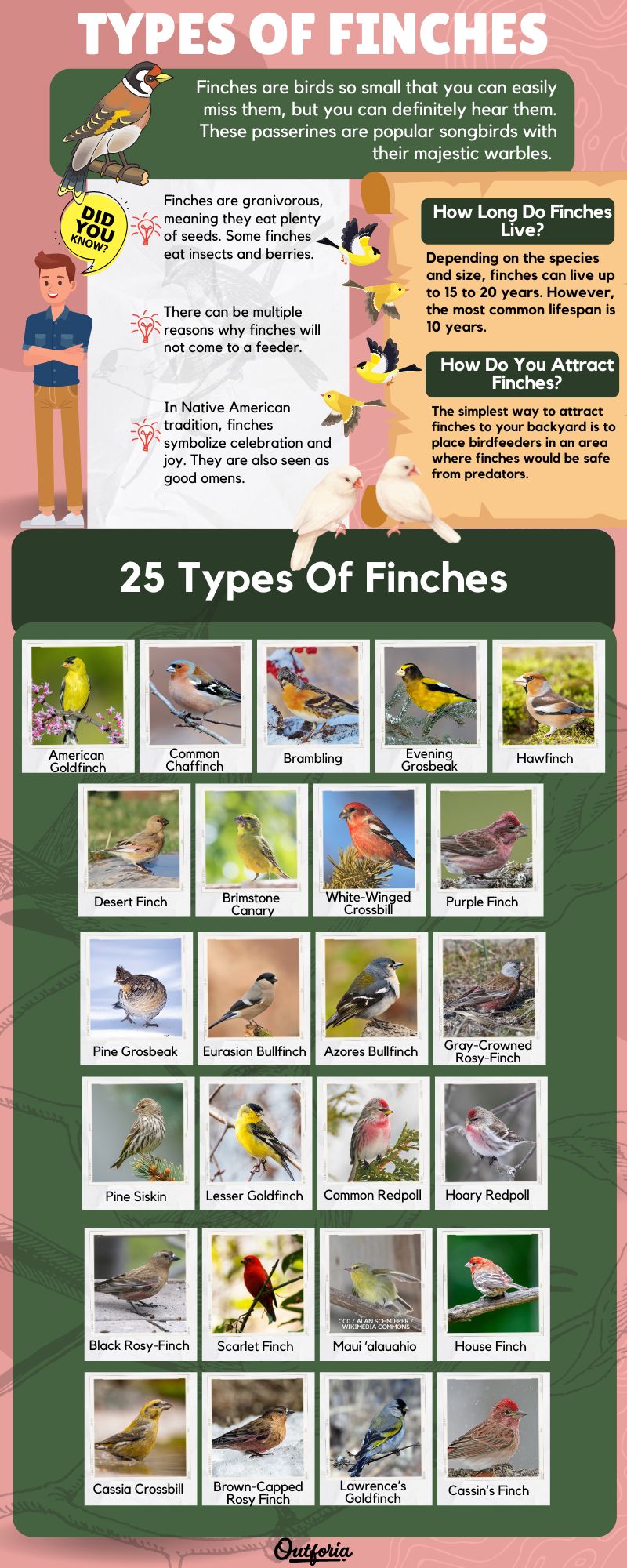 Chart of different finches with facts, photos, and more