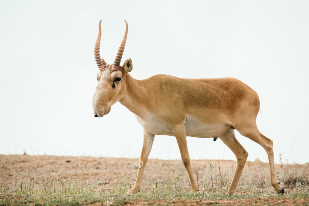 Ugly Saiga Antelope walking on daylight