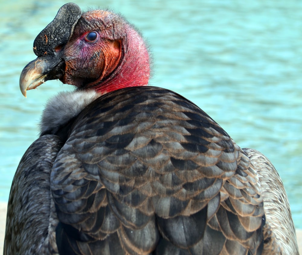 View of the back of an Ugly California Condor